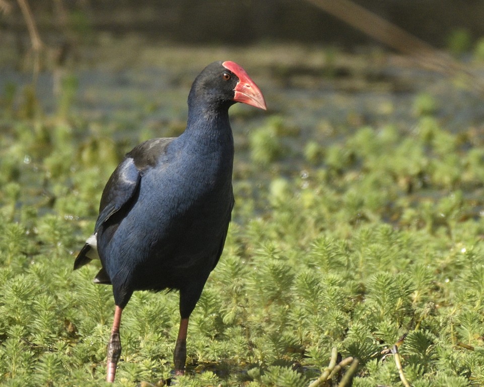 Australasian Swamphen - ML332759671