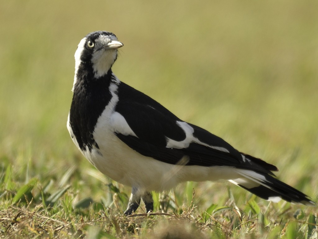 Magpie-lark - Mark Clayton