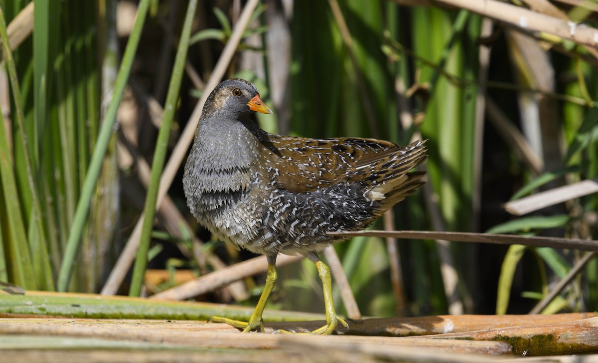 Spotted Crake - ML332761351