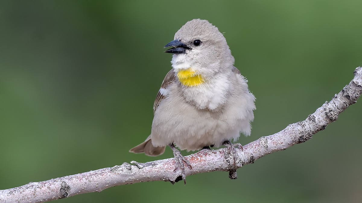 Yellow-throated Sparrow - Mehmet ertan Tiryaki