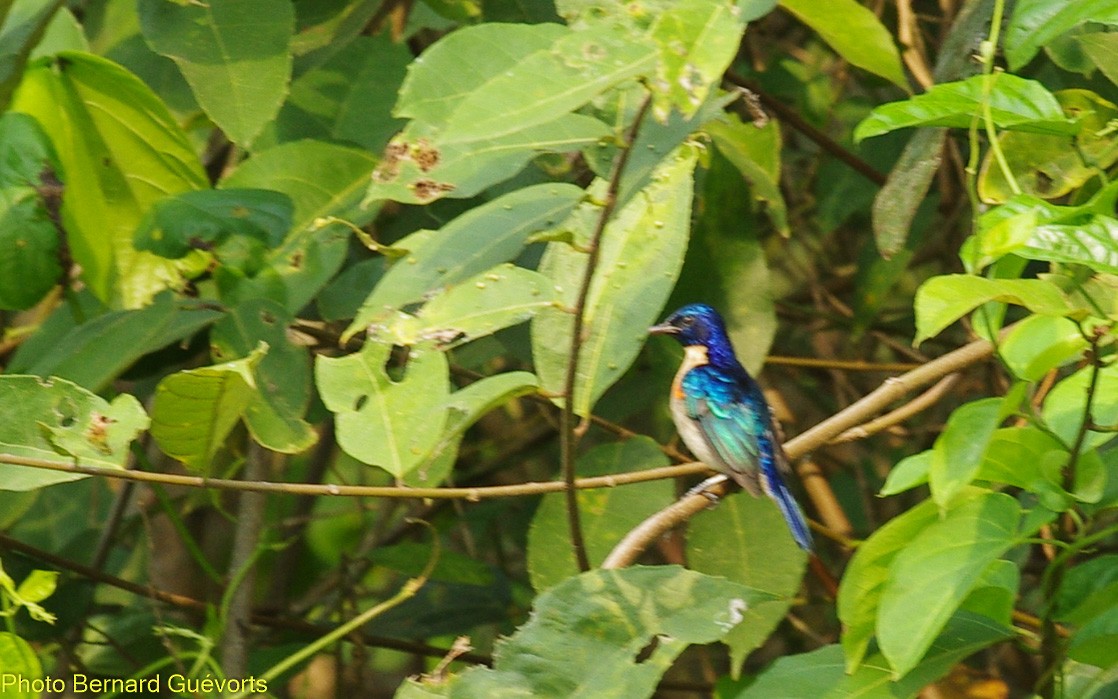 Violet-tailed Sunbird - ML332762841