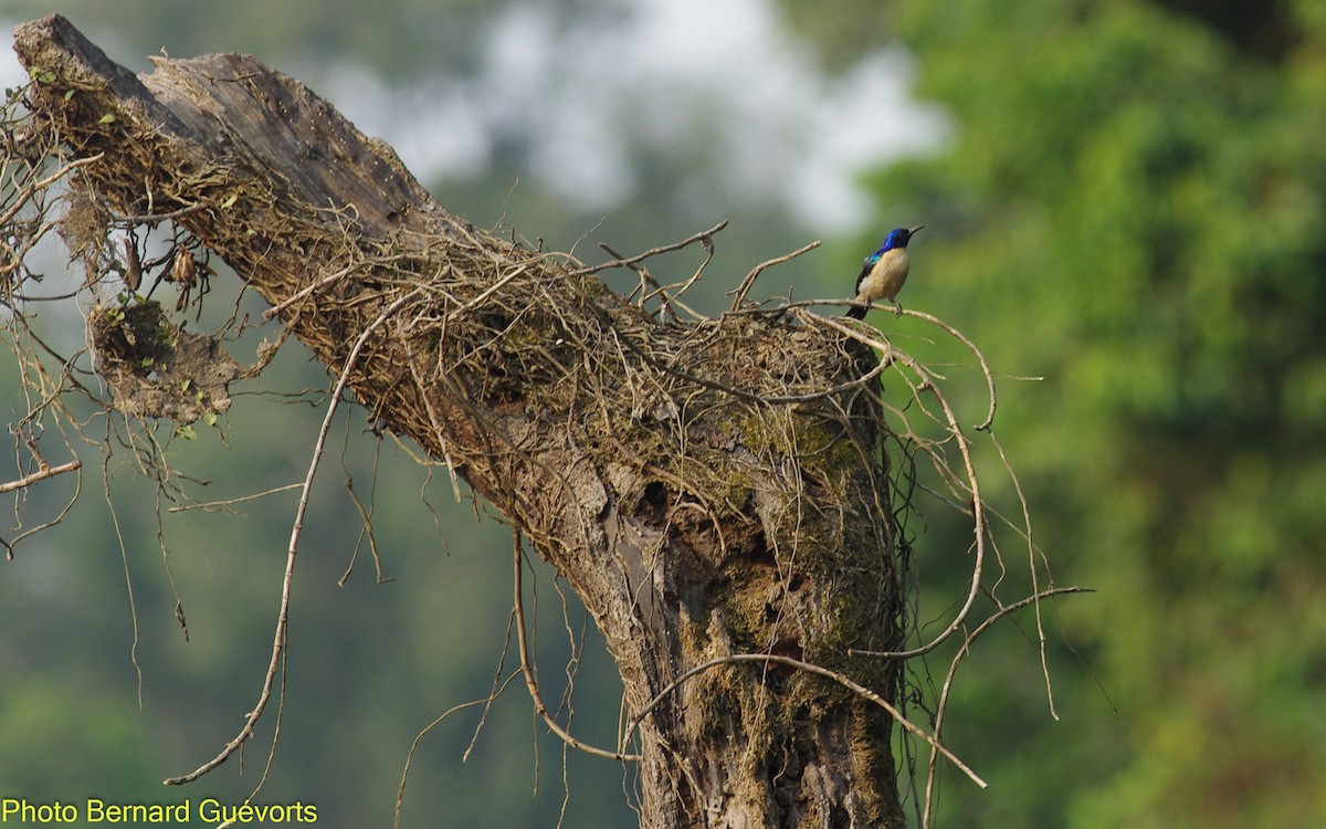 Violet-tailed Sunbird - ML332762861