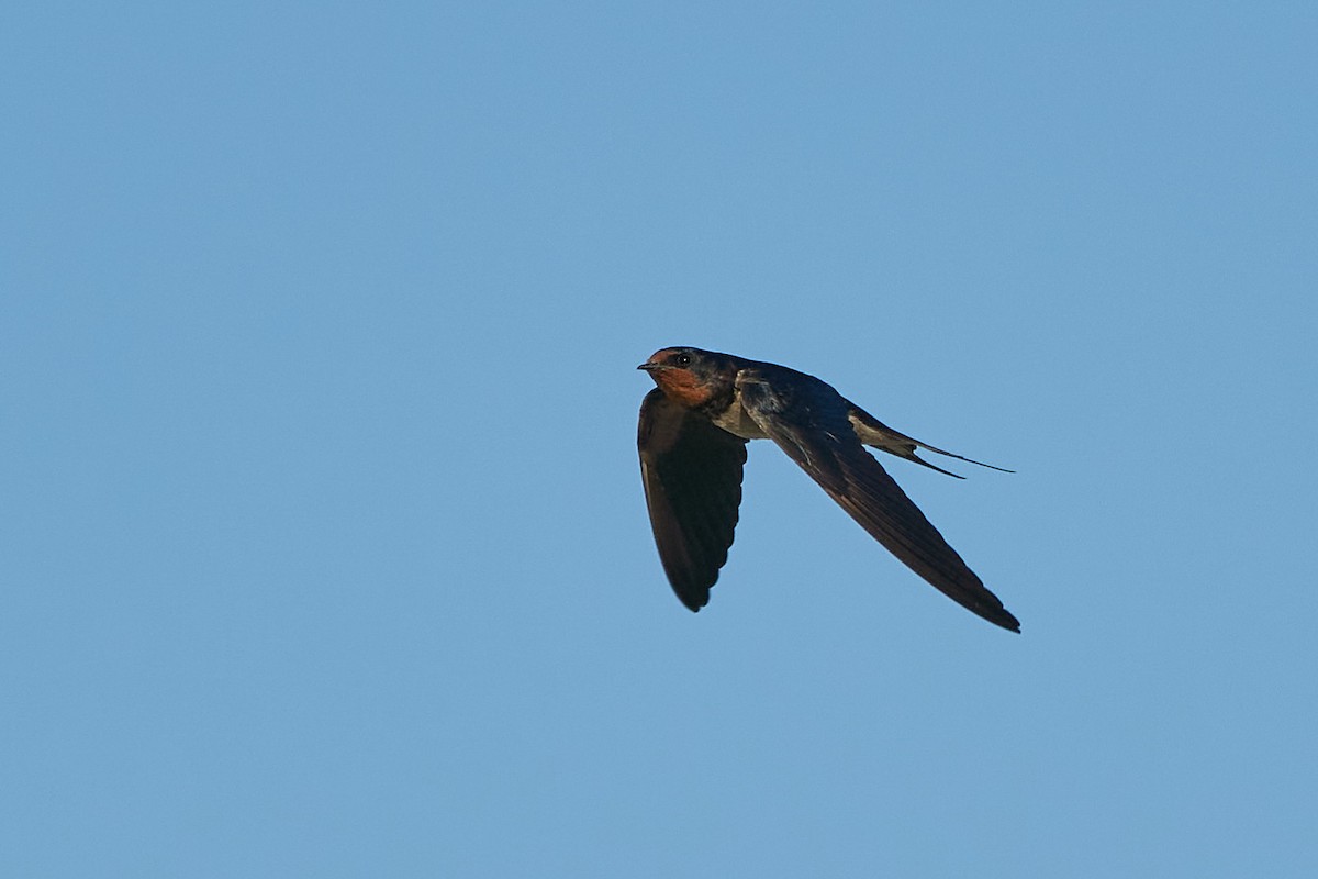Barn Swallow - ML332763601