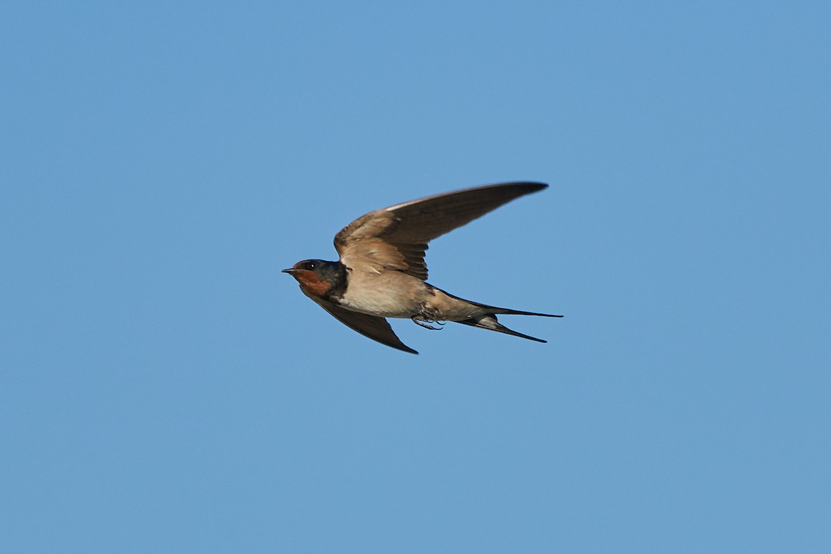 Barn Swallow - ML332763611