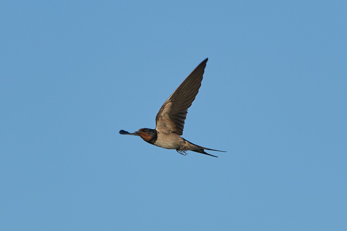 Barn Swallow - ML332763621