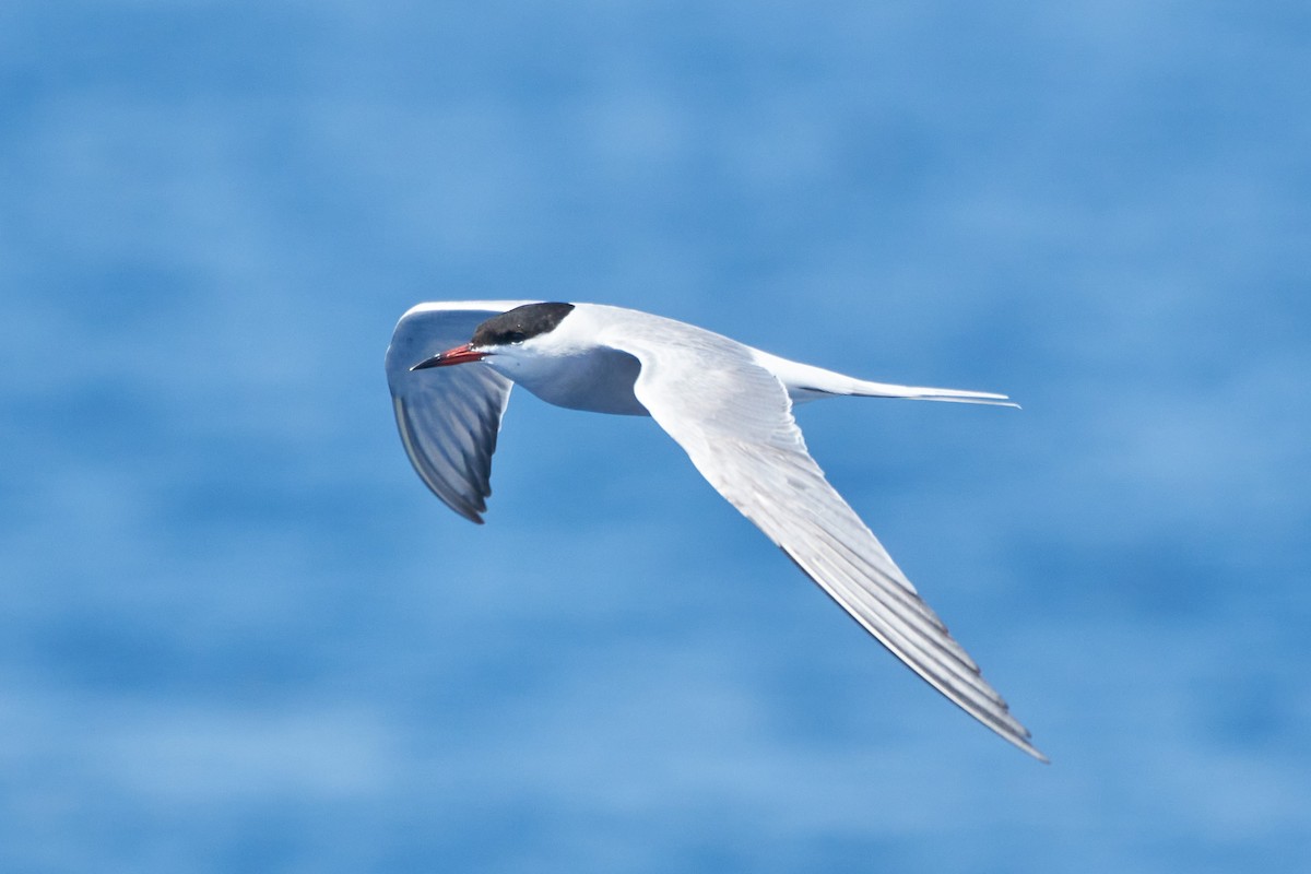 Common Tern - ML332763701