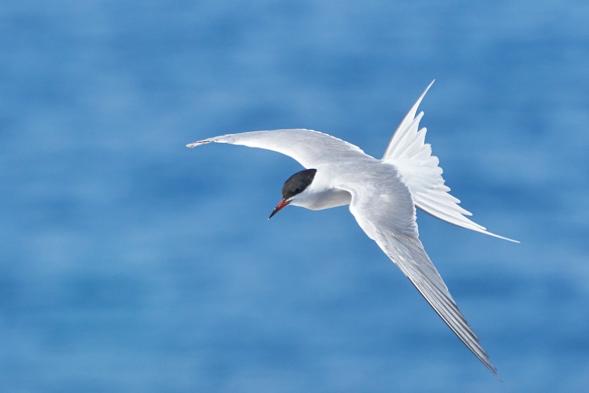 Common Tern - ML332763711