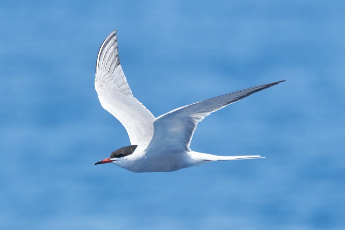 Common Tern - Daniel Alfenas