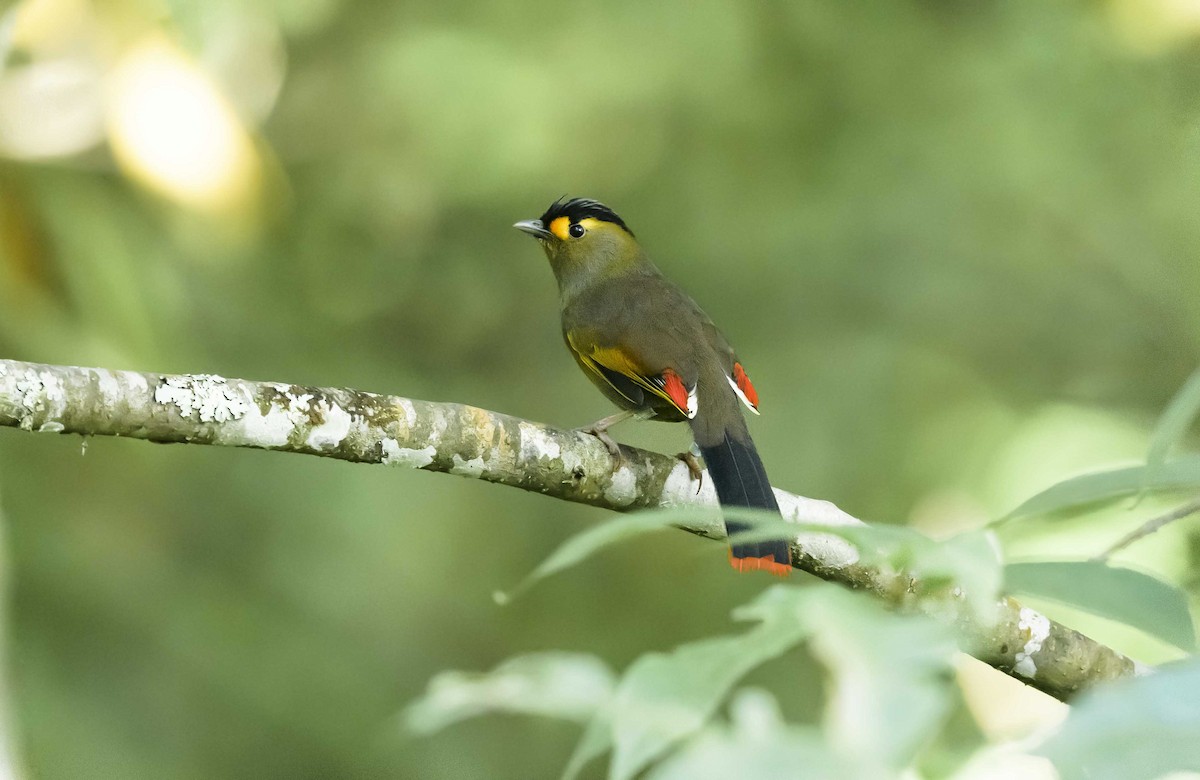 Bugun Liocichla - ML332763741