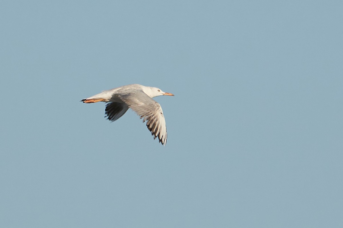 Gaviota Picofina - ML332763771