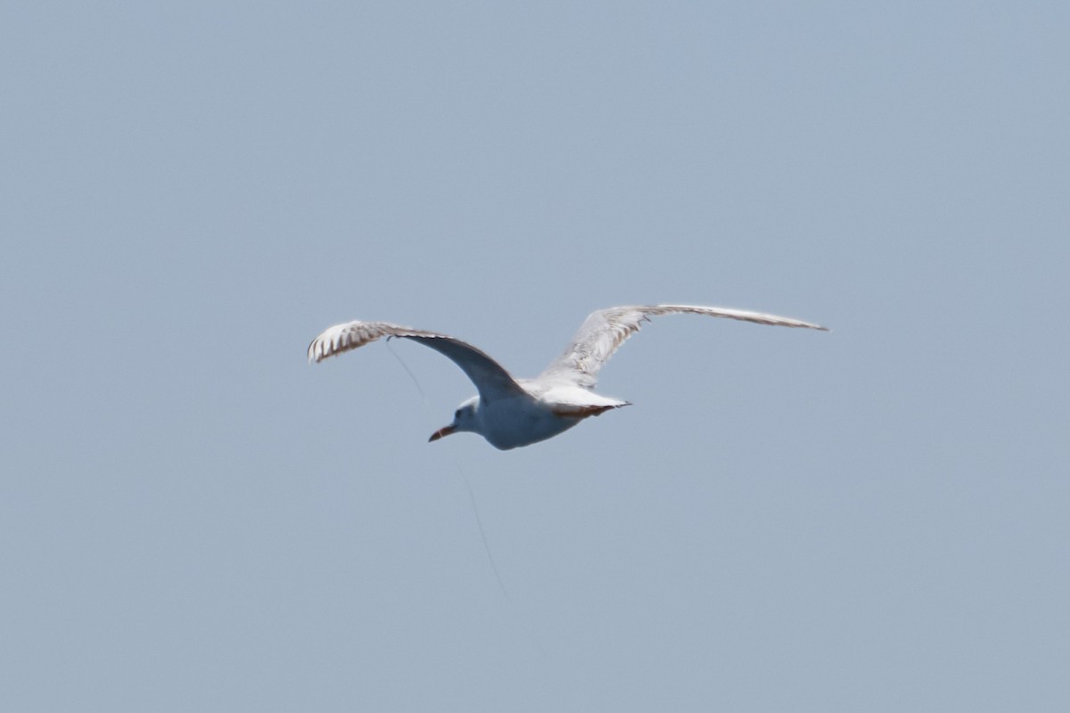 Slender-billed Gull - ML332763781