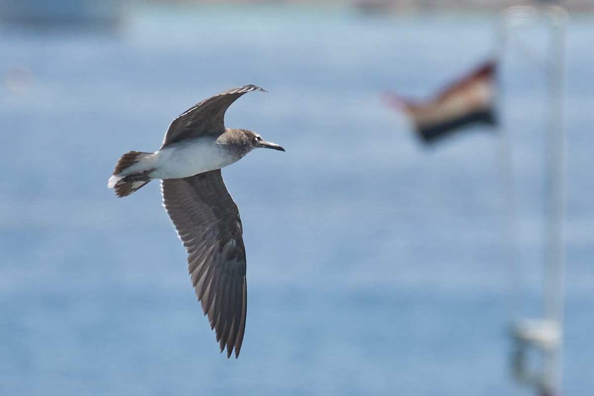 White-eyed Gull - ML332763801