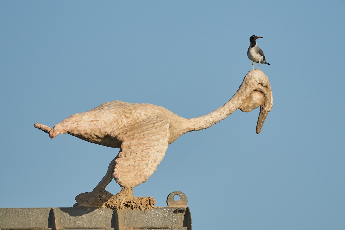 Gaviota Ojiblanca - ML332763811