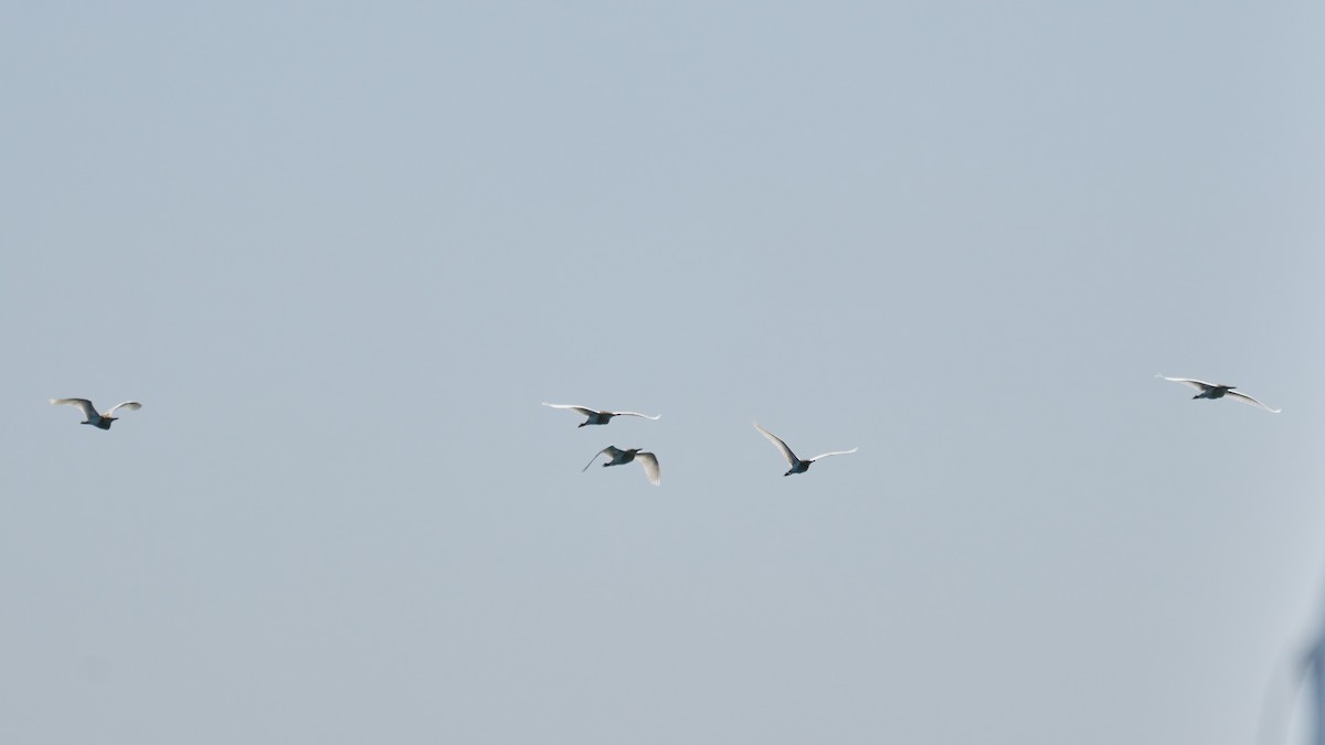 Squacco Heron - ML332763891