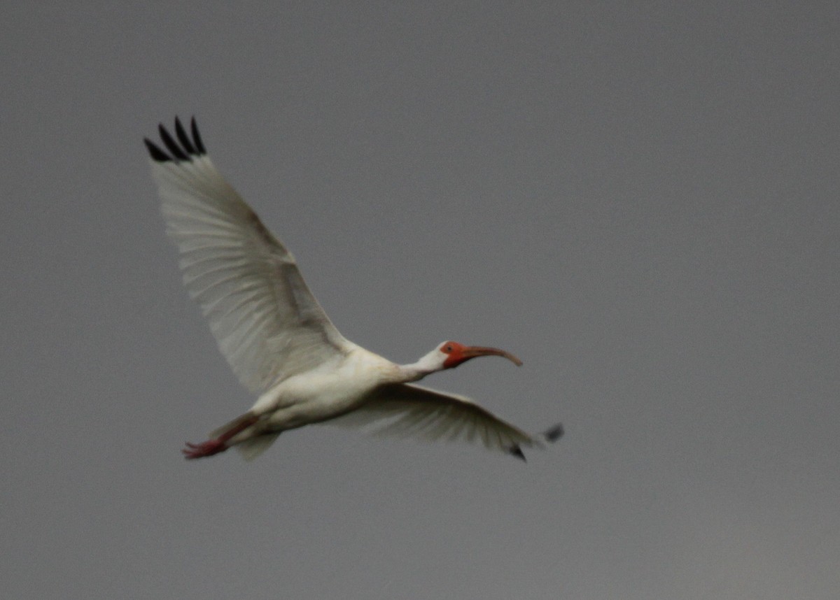 ibis bílý - ML33276391