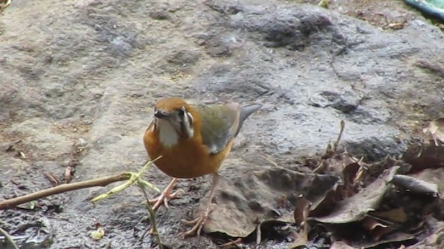 Orange-headed Thrush - ML332763921