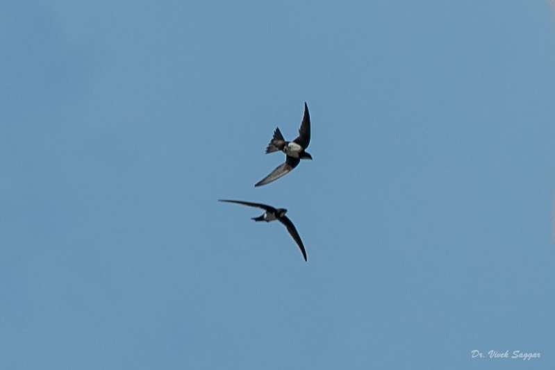 Alpine Swift - Vivek Saggar