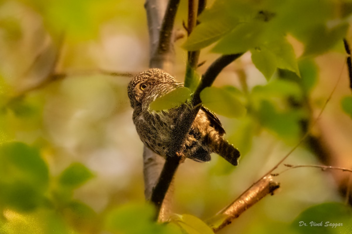 Asian Barred Owlet - ML332764281