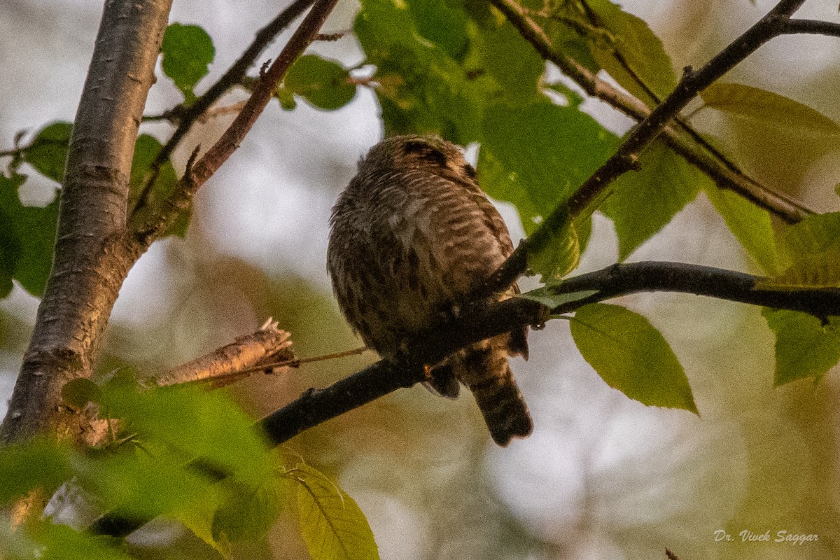 Asian Barred Owlet - ML332764291