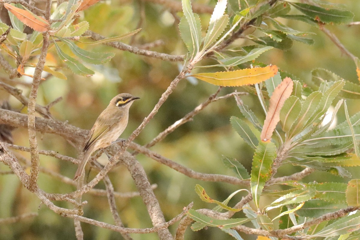 Yellow-faced Honeyeater - ML332765641