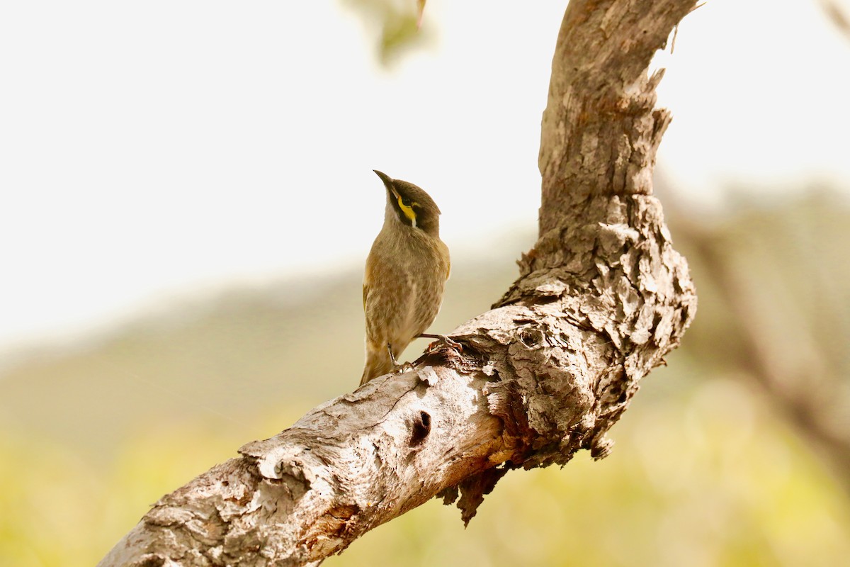 Yellow-faced Honeyeater - ML332765831