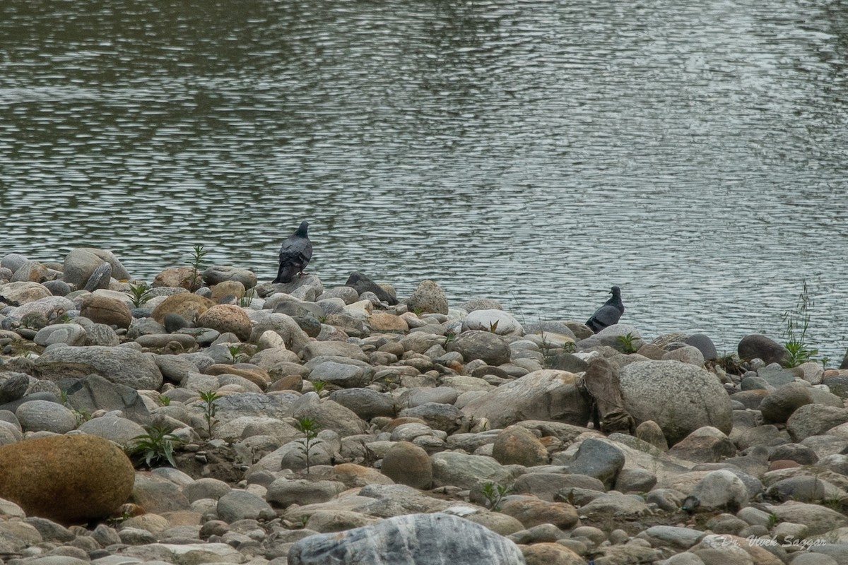 Rock Pigeon - ML332766021