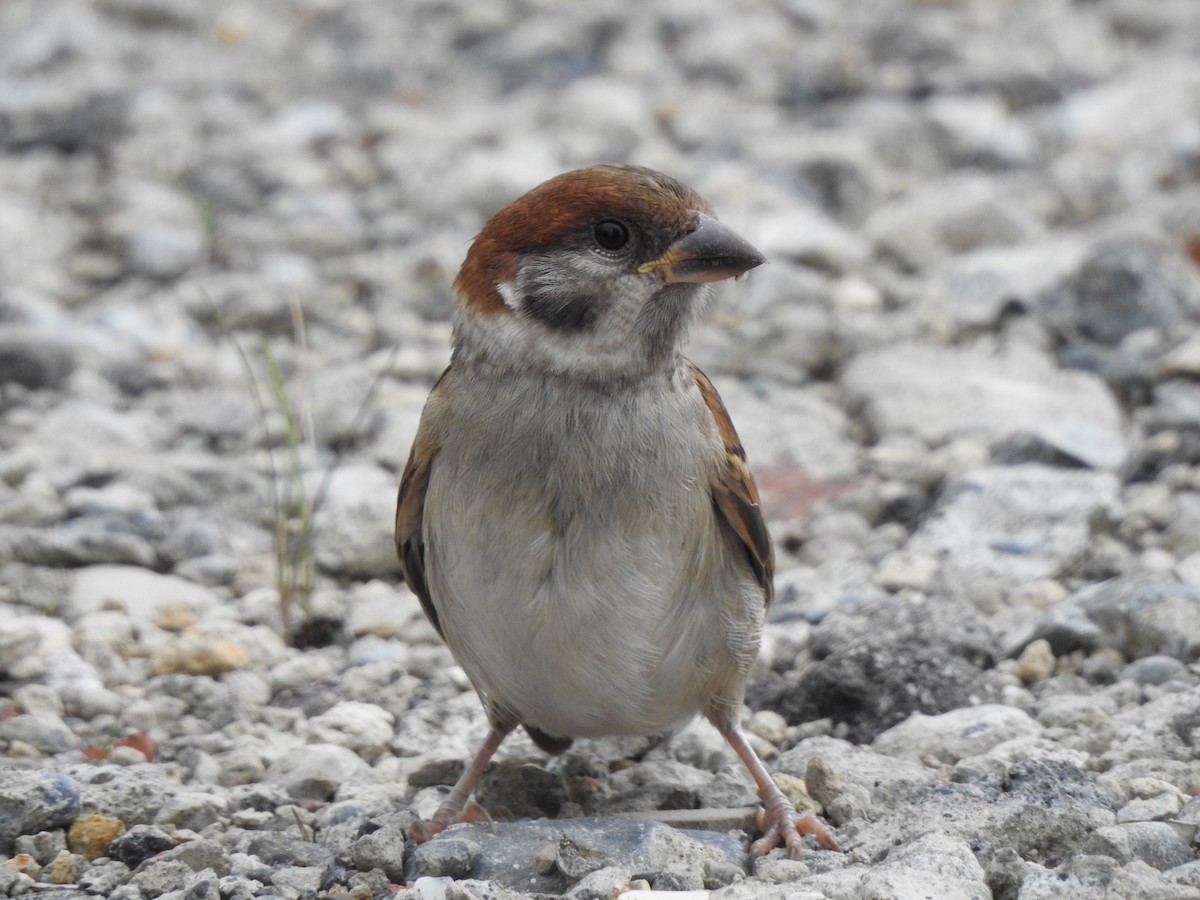 Eurasian Tree Sparrow - ML332766311