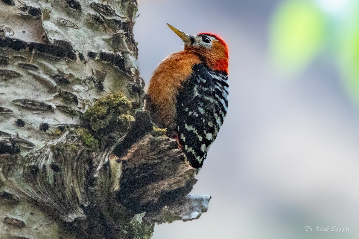 Rufous-bellied Woodpecker - Vivek Saggar