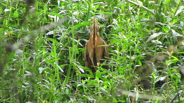 Cinnamon Bittern - ML332766681