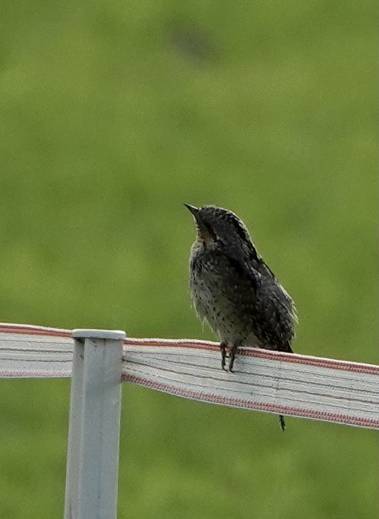 Eurasian Wryneck - ML332767311