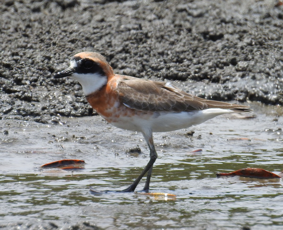 Siberian/Tibetan Sand-Plover - ML332768161