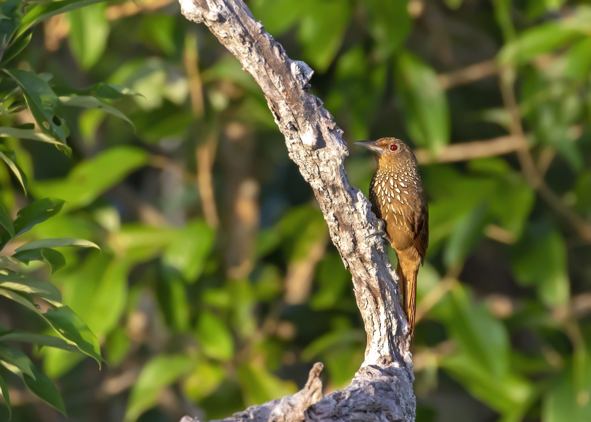 Cinnamon-throated Woodcreeper - Caio Brito