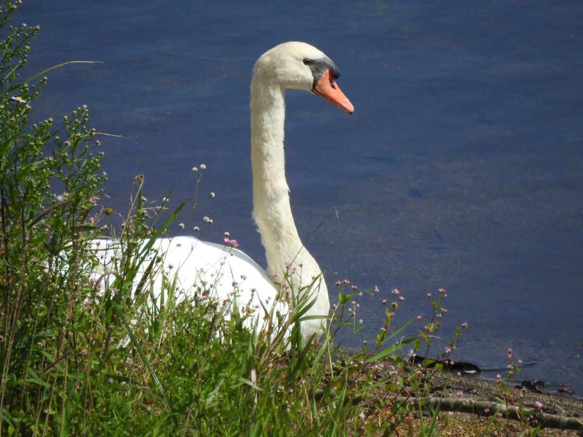 Mute Swan - ML332768941