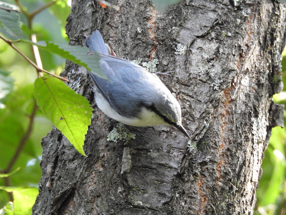 Eurasian Nuthatch - ML332769131