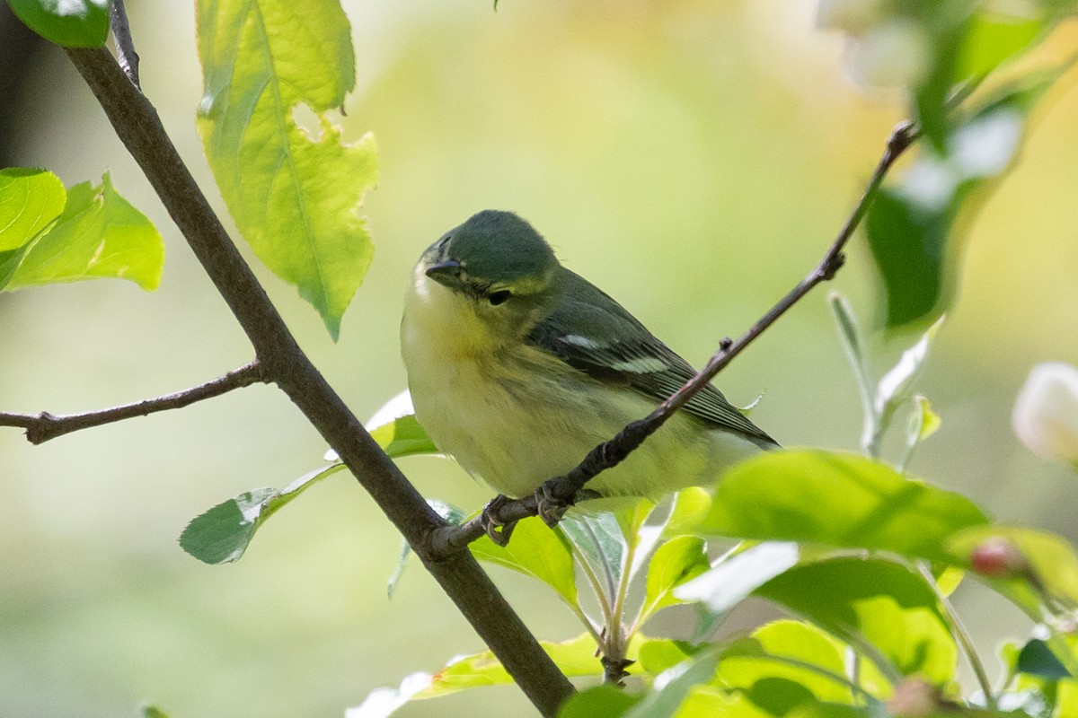 Cerulean Warbler - Ryan Mandelbaum