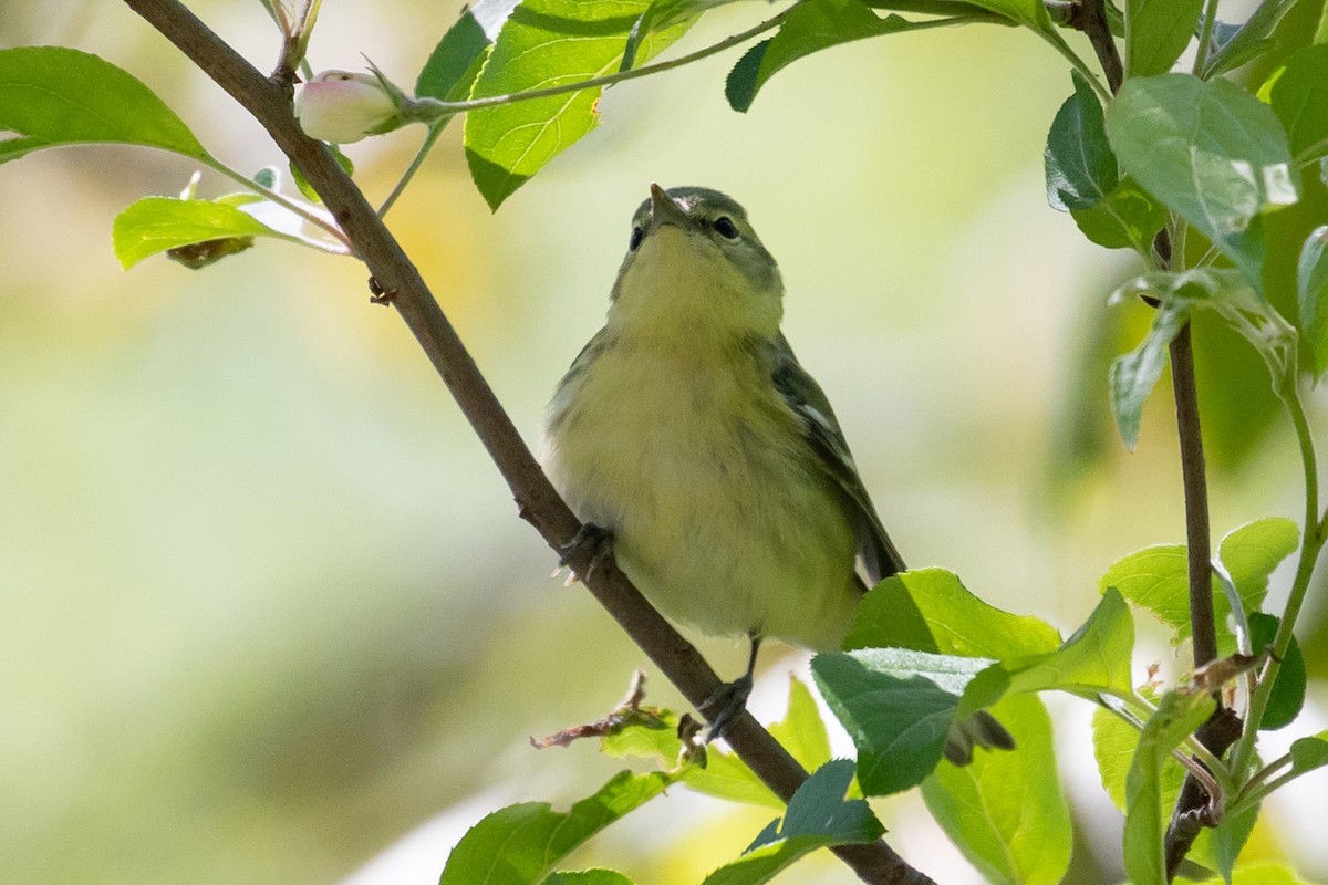 Cerulean Warbler - Ryan Mandelbaum