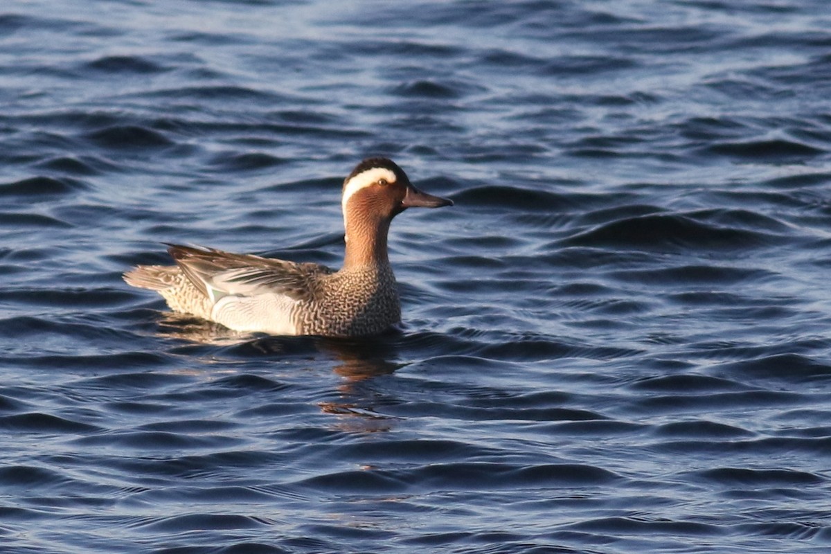 Garganey - ML332770251