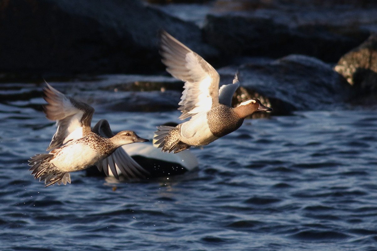 Garganey - ML332770271