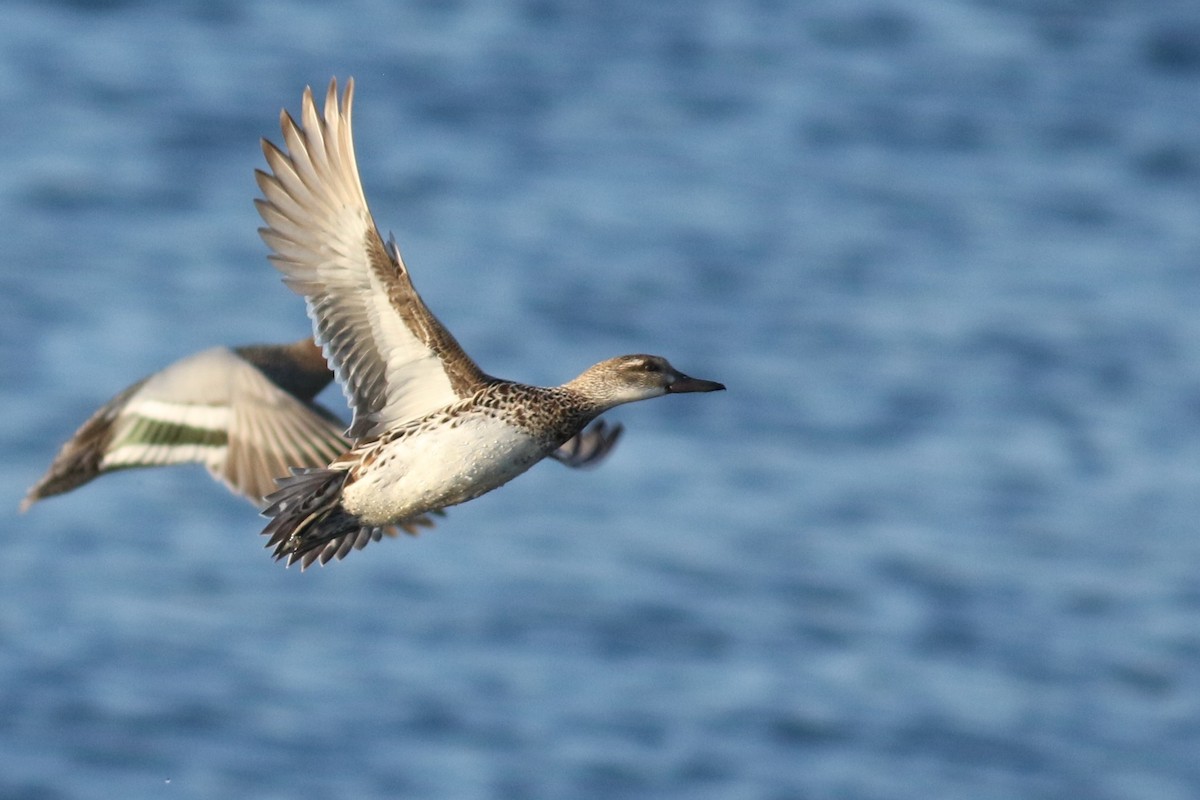 Garganey - ML332770281