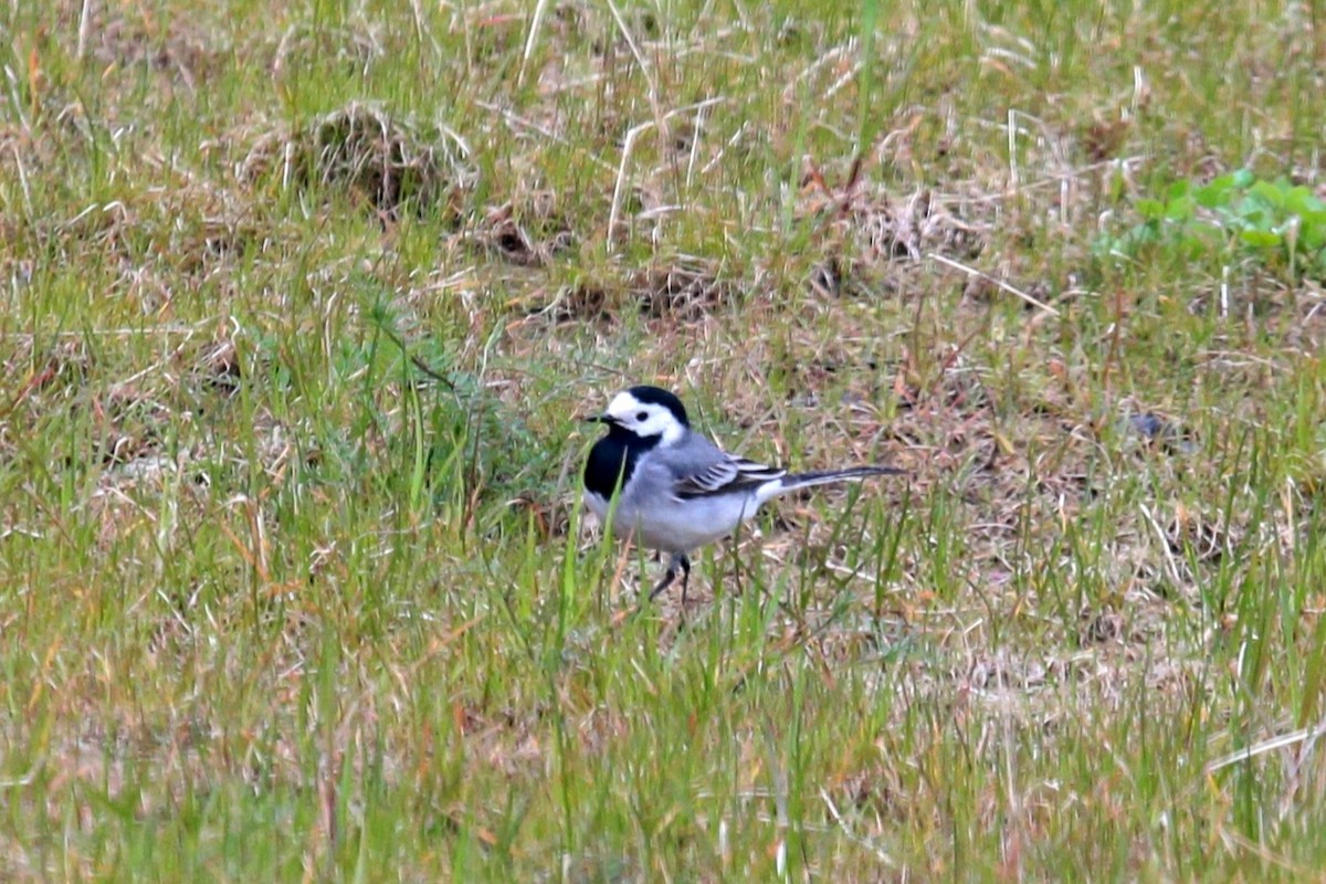 White Wagtail - ML332770751