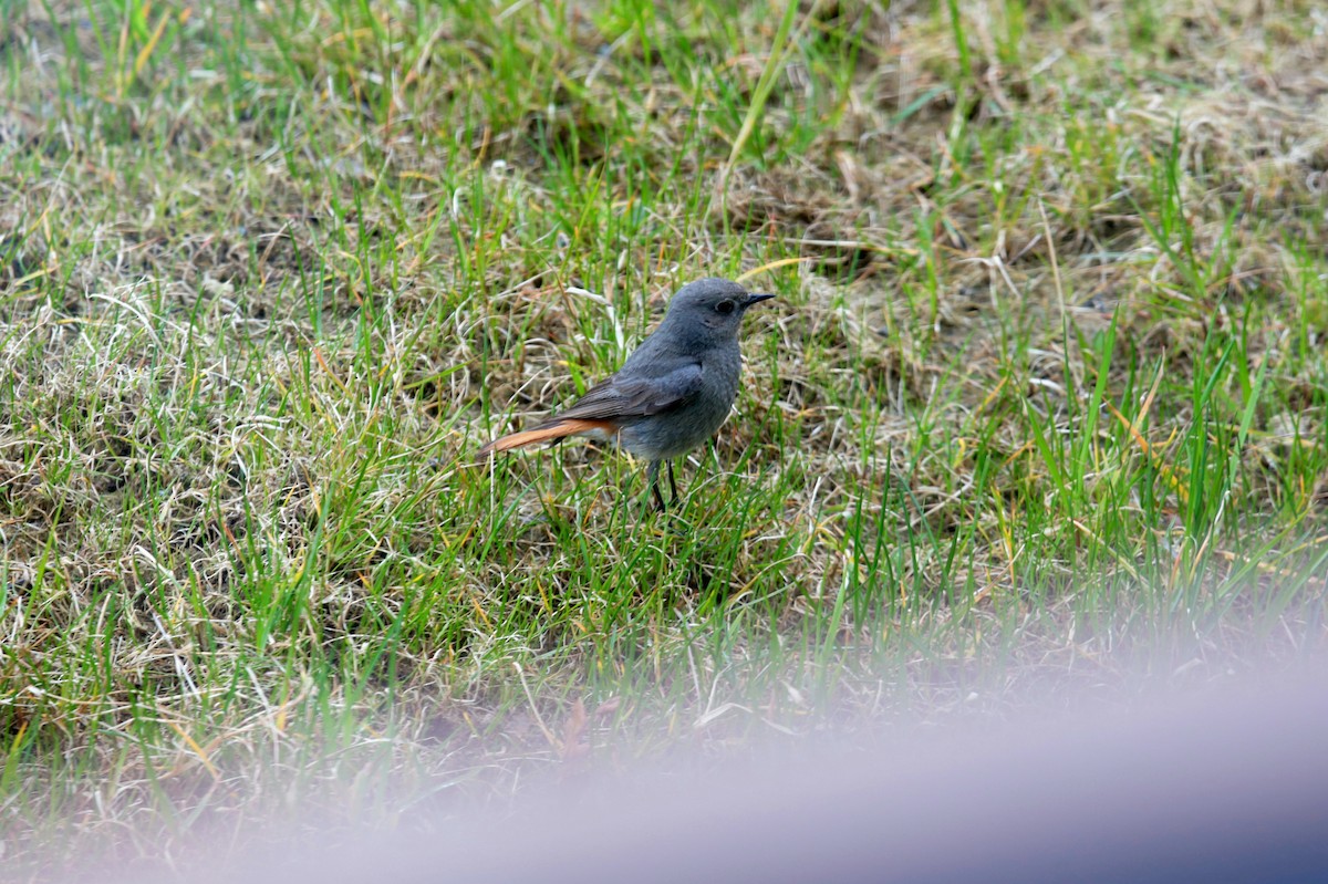 Black Redstart - ML332770761