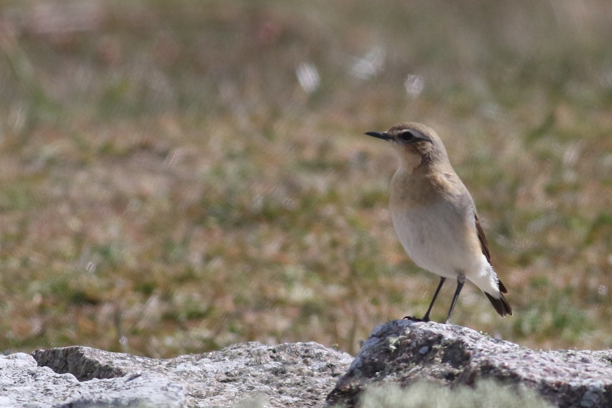 Northern Wheatear (Eurasian) - ML332770951