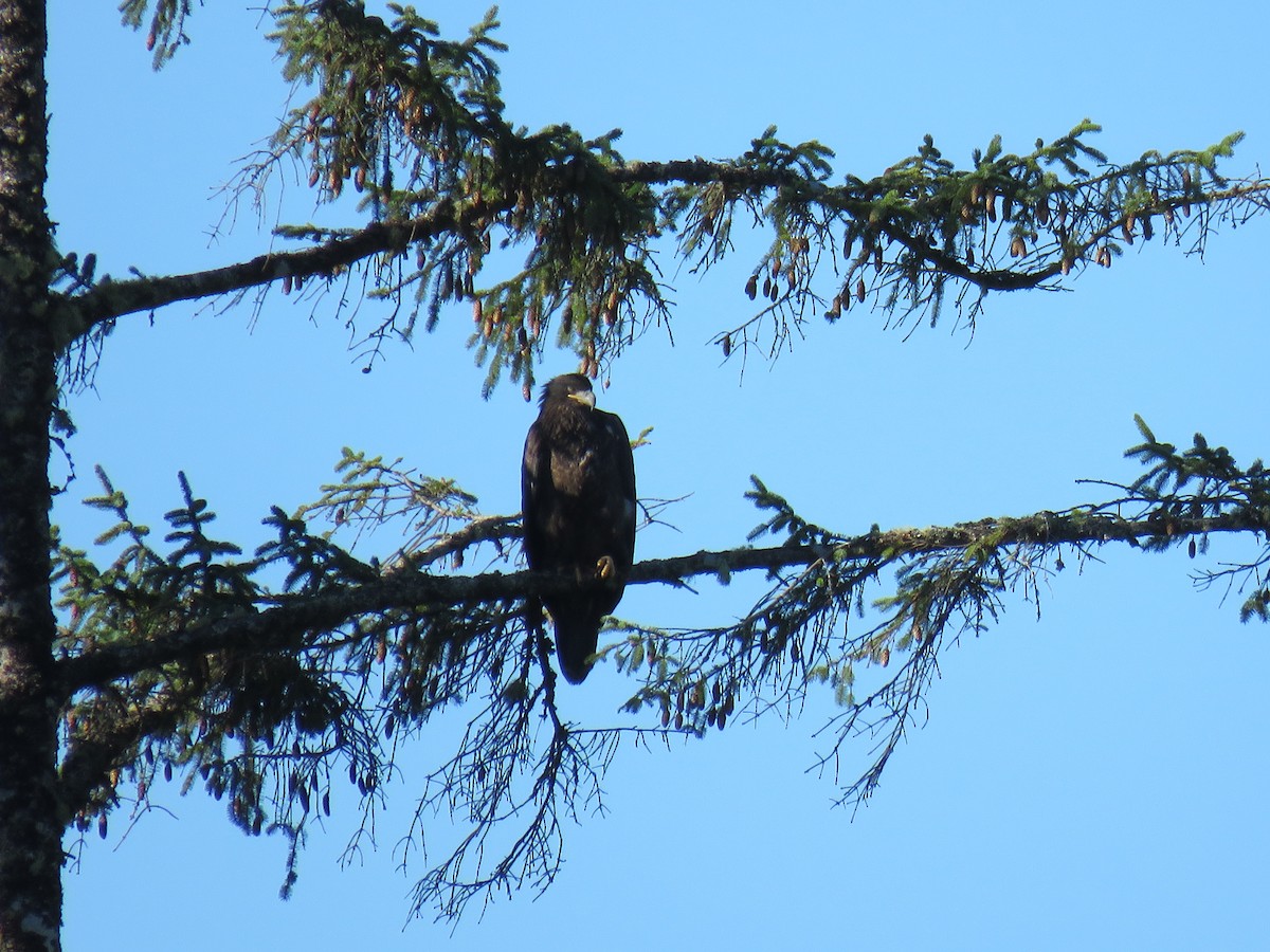 Bald Eagle - ML33277231