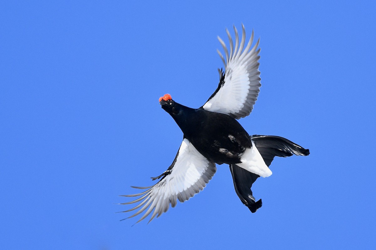 Black Grouse - ML332772331