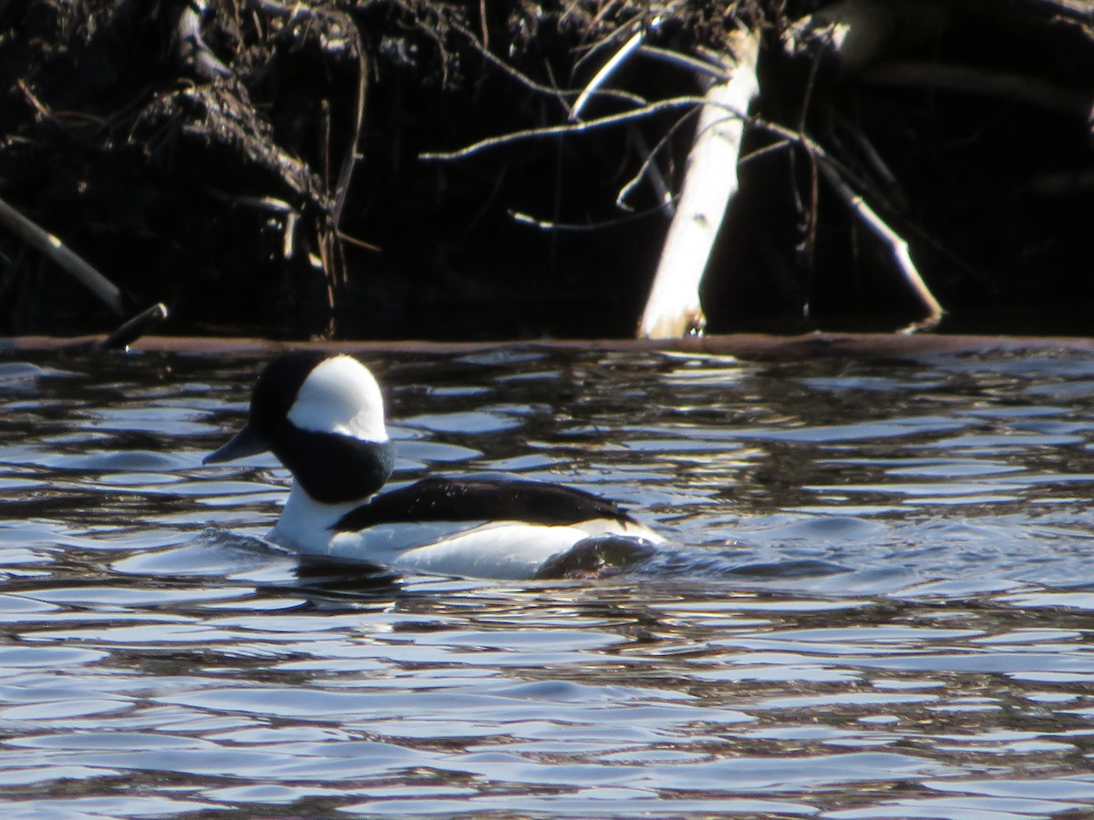 Bufflehead - ML332773281