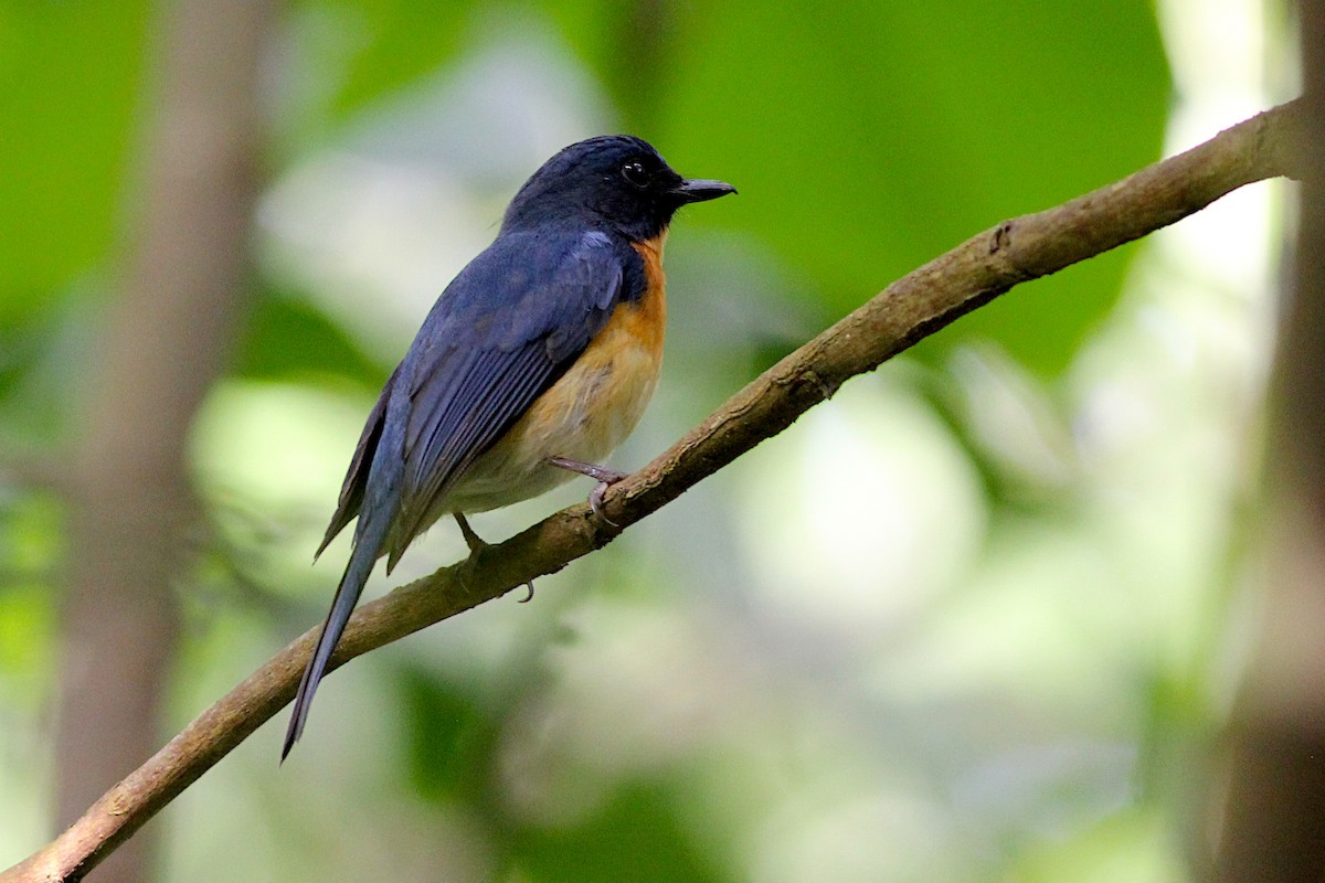 Mangrove Blue Flycatcher - ML332773861