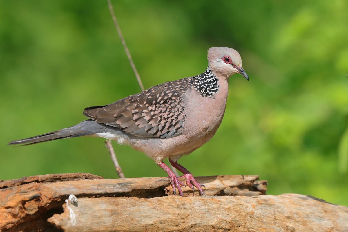 Spotted Dove - ML332774341