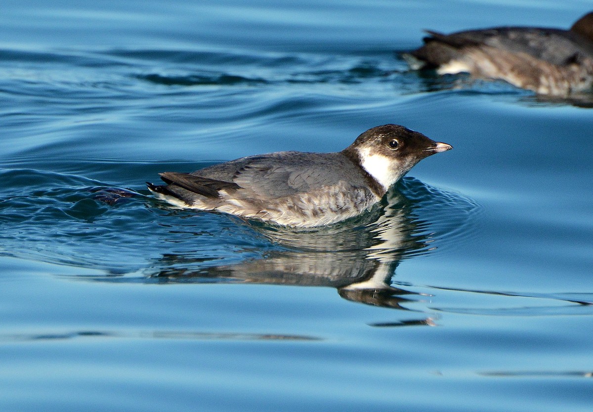 Ancient Murrelet - Kim  Beardmore