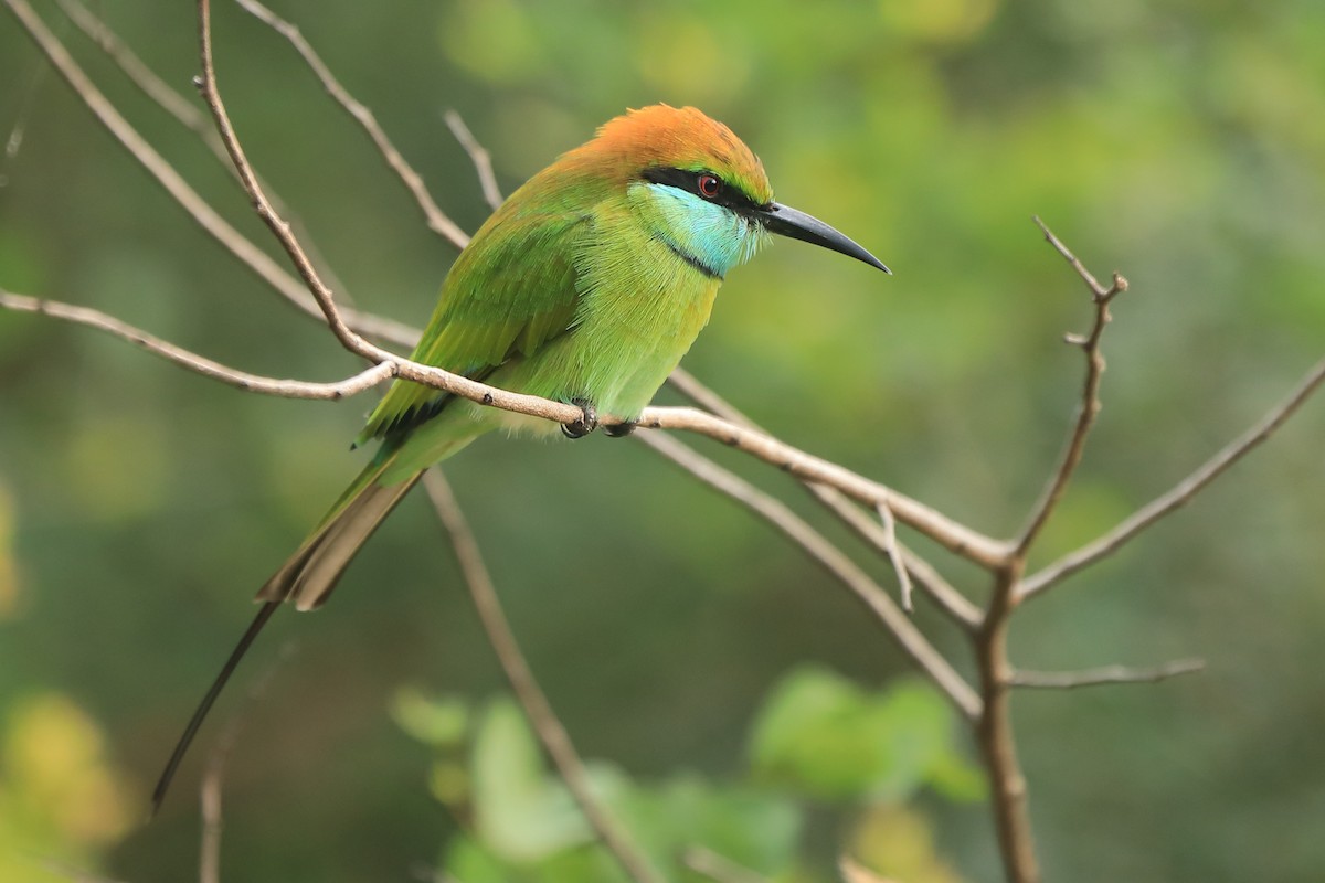 Asian Green Bee-eater - ML332774601