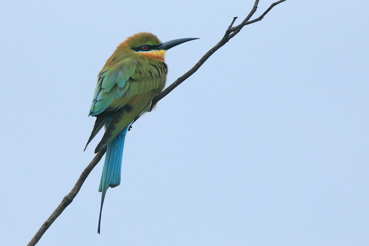 Blue-tailed Bee-eater - ML332774821